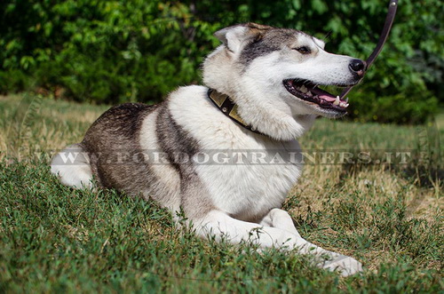 Collare eclusivo in pelle per Laika della Siberia Occidentale