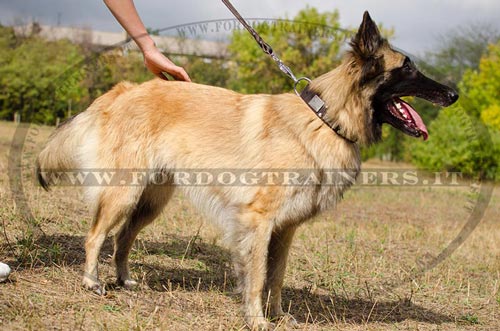 Collare in pelle con piastre e piramidi per Tervueren