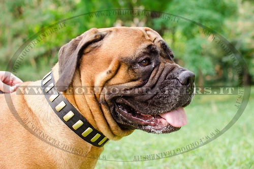 Collare in cuoio con piastre per Bullmastiff