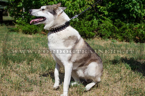 Collare con borchie a punta per Laika della Siberia Occidentale