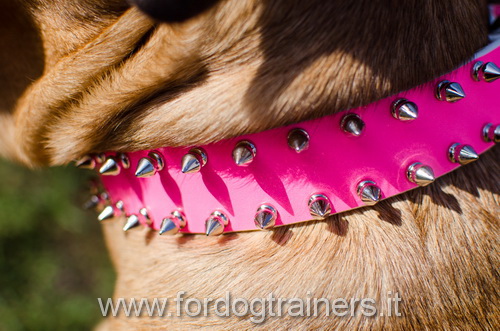 Collare In Cuoio Rosa Con Borchie A Punta Per Cane Corso S33p1061