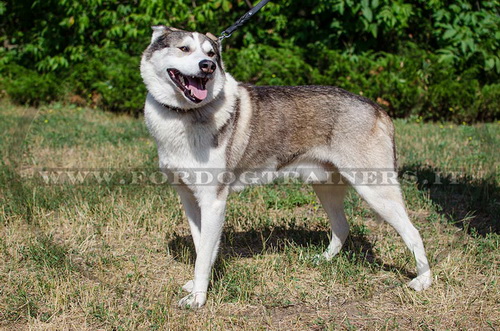 Collare con borchie a punta per Laika della Siberia