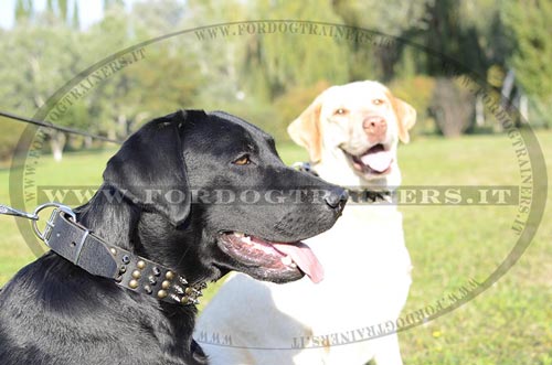 5 caccia cani borchie Collare Borchie Borchie Decorative Labrador Retriever 