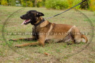 Collare in cuoio con borchie decorative per Malinois Collare in cuoio con borchie decorative per Malinois