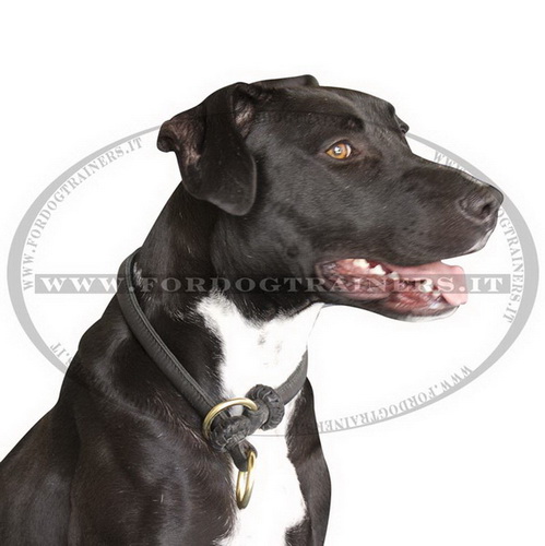 Collare a strozzo in cuoio per American Pit Bull Terrier - Fai un click sull'immagine per scegliere -