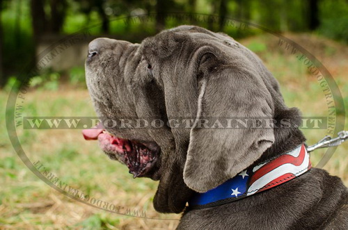 Collare con disegno di bandiera americana per Mastino Napoletano