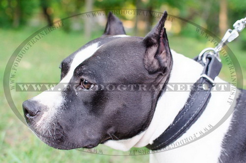 Collare in cuoio C24, 25mm per American Staffordshire Terrier Collare  classico in cuoio 25mm per American Staffordshire Terrier [C24##1061  Collare in cuoio 25mm] - €26.30 : fordogtrainers, negozio per cani,  accessori per