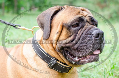 Collare classico di cuoio per Bullmastiff