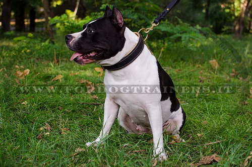 Collare con design classico di cuoio per Amstaff
