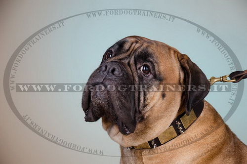 Collare in pelle con punte nichelate per Bullmastiff