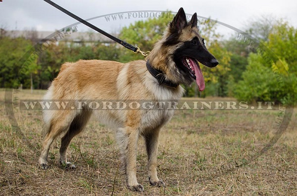 Collare classico di cuoio per Tervueren