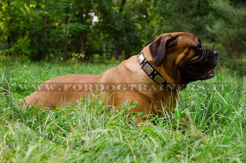 Collare in pelle con piastre e piramidi per Bullmastiff