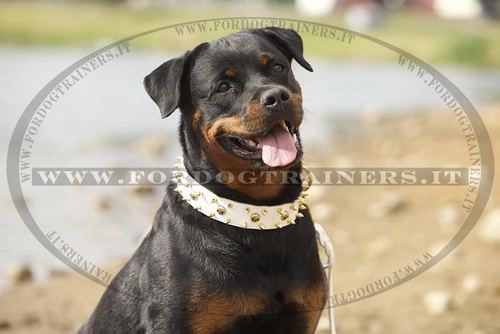 Collare in cuoio con borchie decorative per Rottweiler