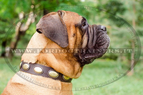Collare con borchie ovali per Bullmastiff