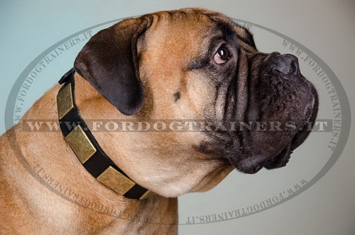 Collare in pelle con borchie rettangolari per Bullmastiff