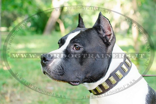 Collare con piastre di ottone per Amstaff