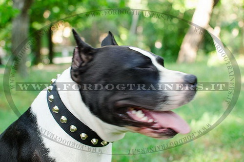 Collare in nylon con borchie a piramide per Amstaff