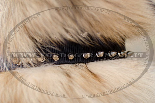 Collare in nylon con borchie a punta per Tervueren