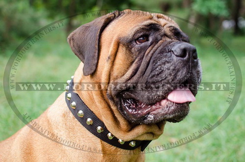 Collare in nylon con borchie a piramide per Bullmastiff