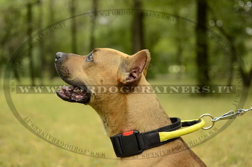 Collare di nylon con maniglia per American Staffordshire Terrier