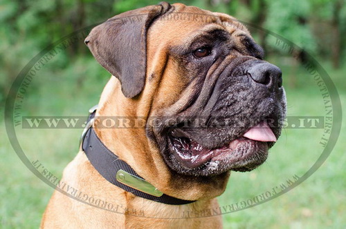 Collare con piastra d'identificazione per Bullmastiff