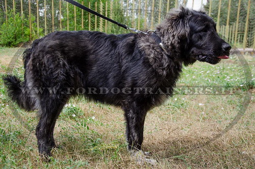 Collare con piastra d'identificazione per Pastore del Caucaso