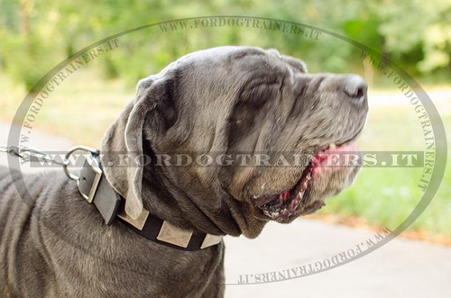 Collare in nylon con piastre decorative per Mastino Napoletano