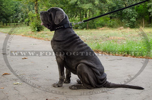 Collare in nylon con borchie a piramide per Mastino Napoletano