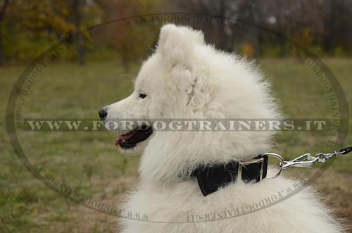 Collare in nylon per Samoiedo