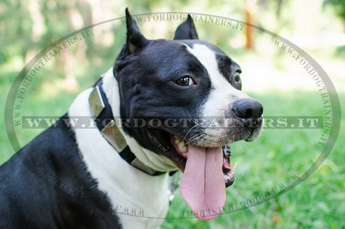 Collare in nylon con piastre in ottone per Amstaff