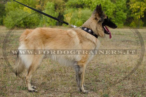 Collare in nylon con borchie rotonde per Tervueren