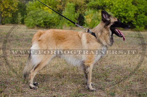 Collare regolabile di nylon per Tervueren