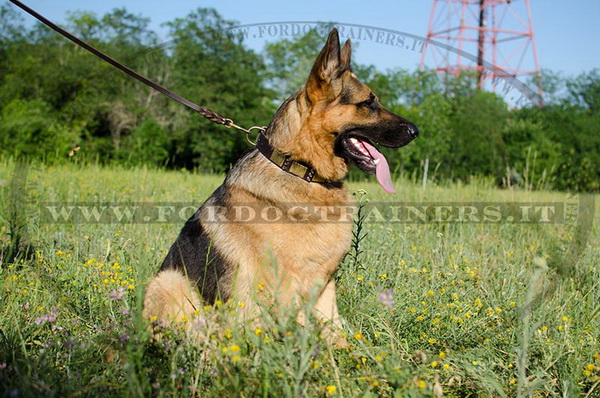 Collare in cuoio con punte nichelate per Pastore tedesco