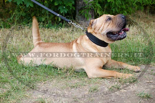 Collare classico in pelle, larghezza 25 mm