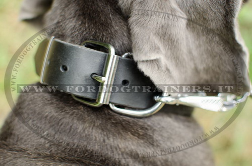 Mastino Napolitano con collare decorativo