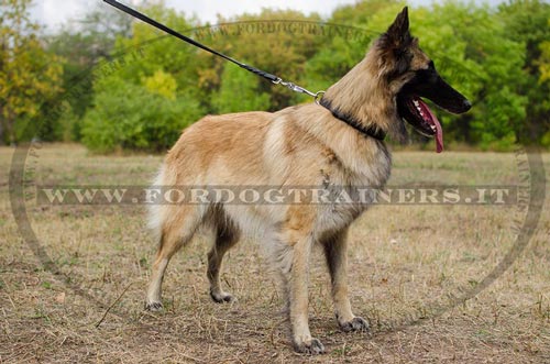 Collare classico in pelle, larghezza 25 mm