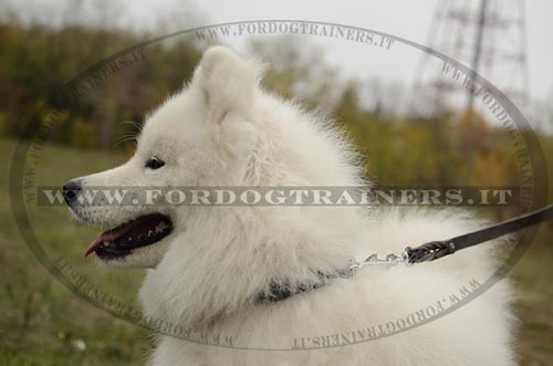 Collare classico in pelle, larghezza 25 mm