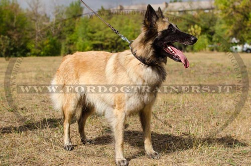 Collare in cuoio con decorazione per cane