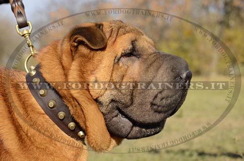 Collare decorativo con borchie a piramide per Shar Pei