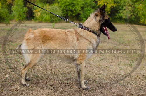 Collare decorativo con disegno filo spinato per Tervueren