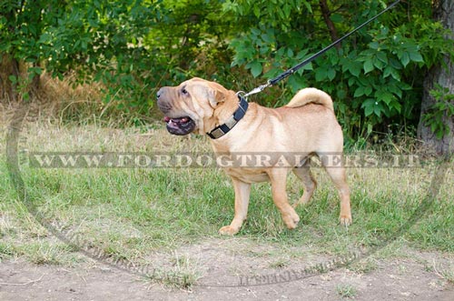 Collare in cuoio con piastre decorative per Shar Pei
