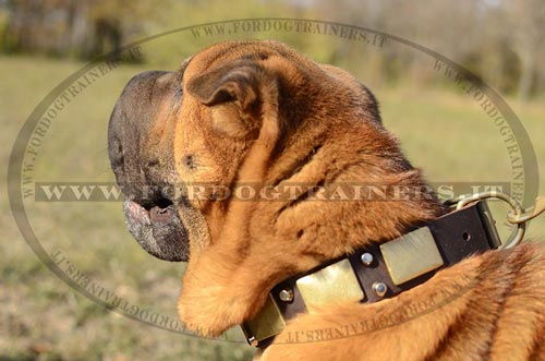 Collare eclusivo in pelle per Shar Pei