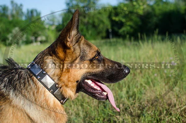 Collare in pelle con piastre e piramidi per Pastore tedesco