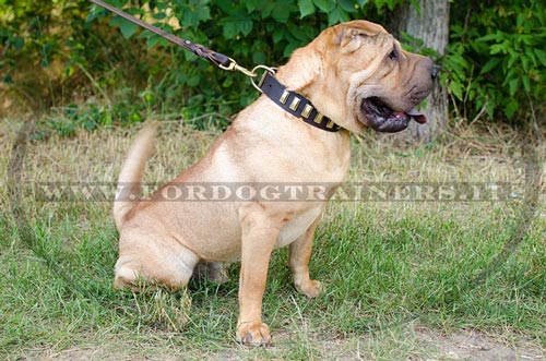 Collare in cuoio con piastre di ottone per Shar Pei