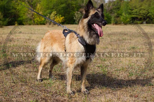 Pettorina classica di cuoio per Tervueren