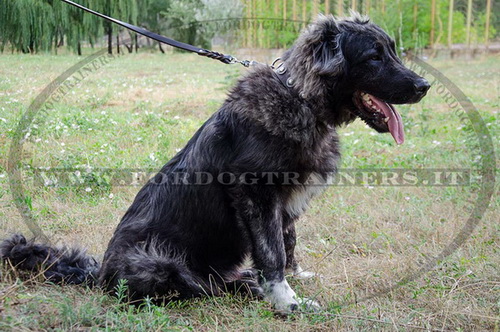 Collare decorativo con borchie rotonde per Pastore del Caucaso