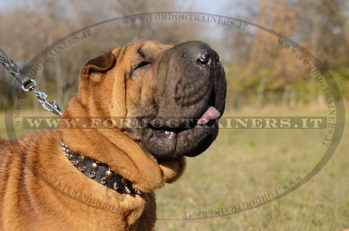 Collare esclusivo con borchie decorative per Shar Pei