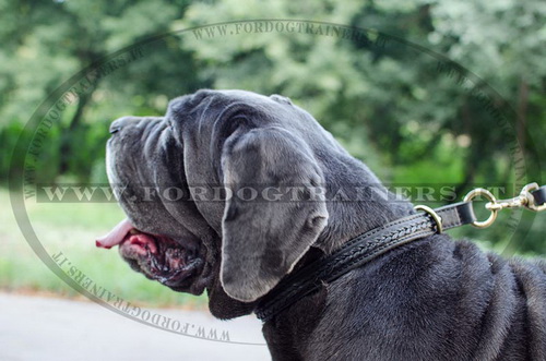 Collare a strozzo con intrecciamento per Mastino Napoletano
