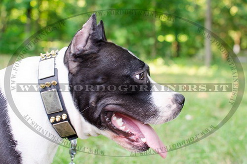 Collare con punte e piastre per Amstaff