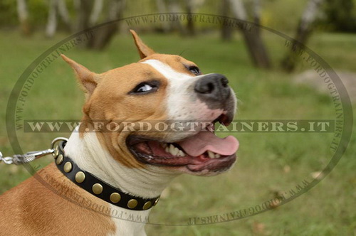 Collare in pelle con borchie rotonde per Amstaff